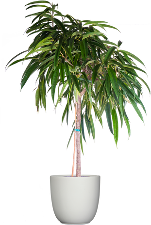 XL Plants – Plantsome