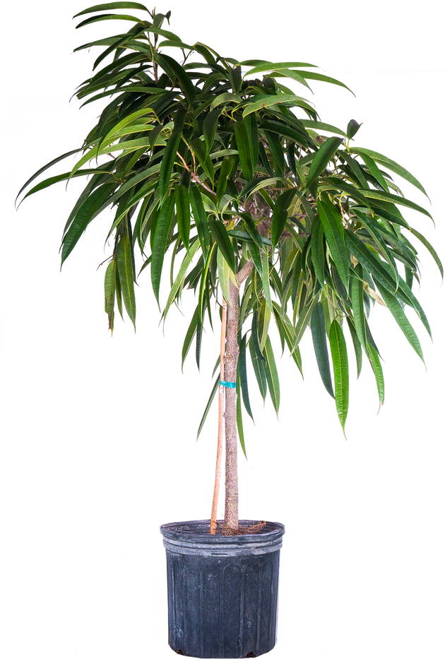 ficus alii indoor plant Ficus Amstel | Alii | 10" Pot | Houseplant