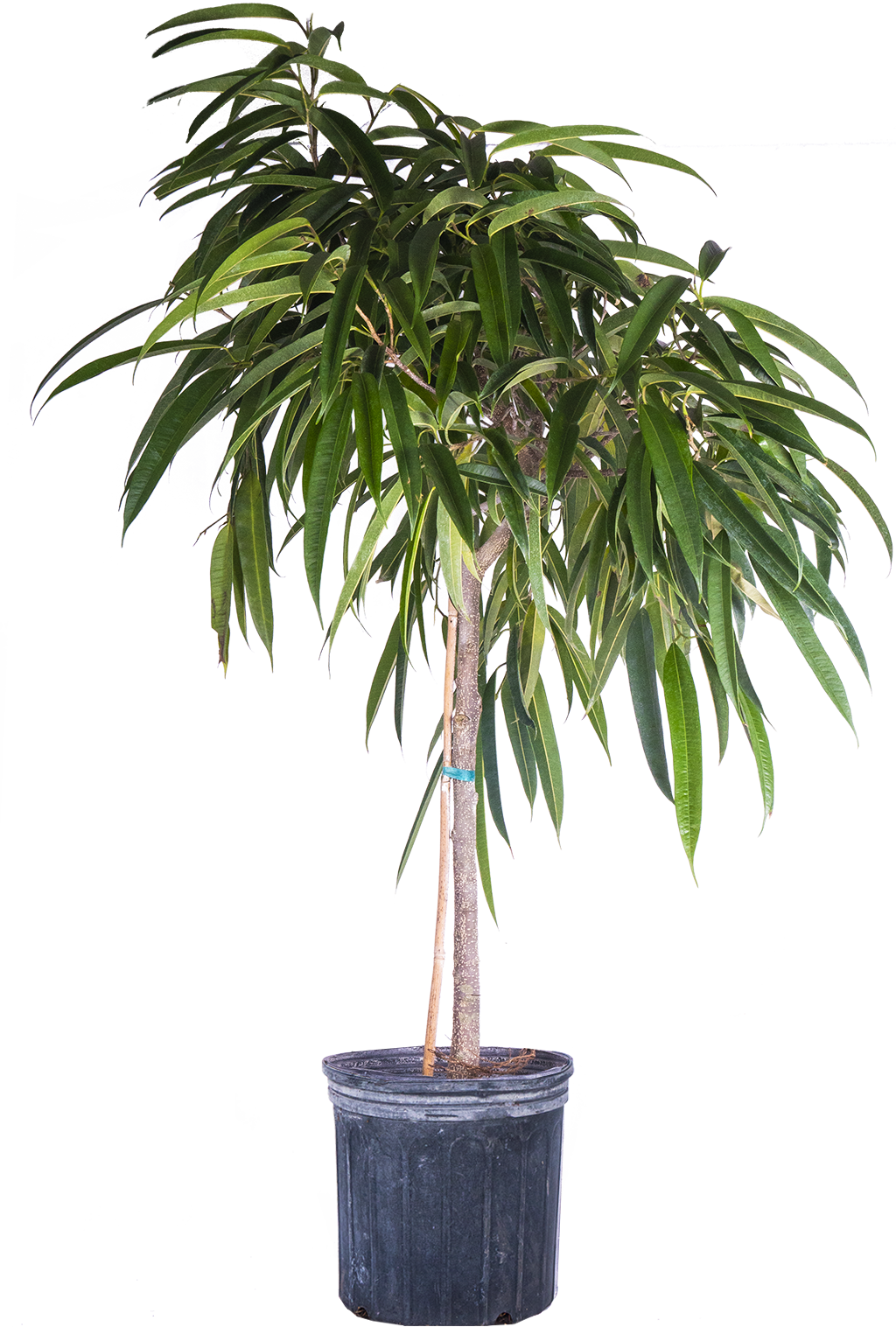 Ficus Amstel | Alii (XL)