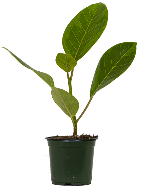 Ficus Altissima | Council Tree (S)