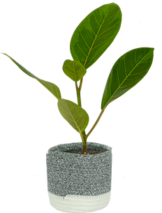 Ficus Altissima | Yellow Gem Rubber Tree (S)