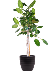 Ficus Benghalensis | Ficus Audrey Trunk (XL)