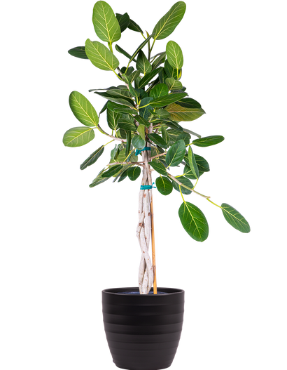 Ficus Benghalensis | Ficus Audrey Trunk (XL)