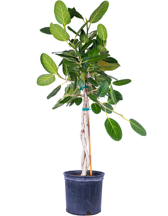 Ficus Benghalensis | Ficus Audrey Trunk (XL)