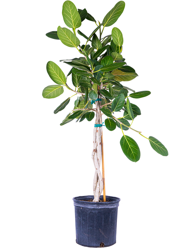 ficus audrey canada Ficus Benghalensis | Ficus Audrey Trunk | 10" Pot | Houseplant