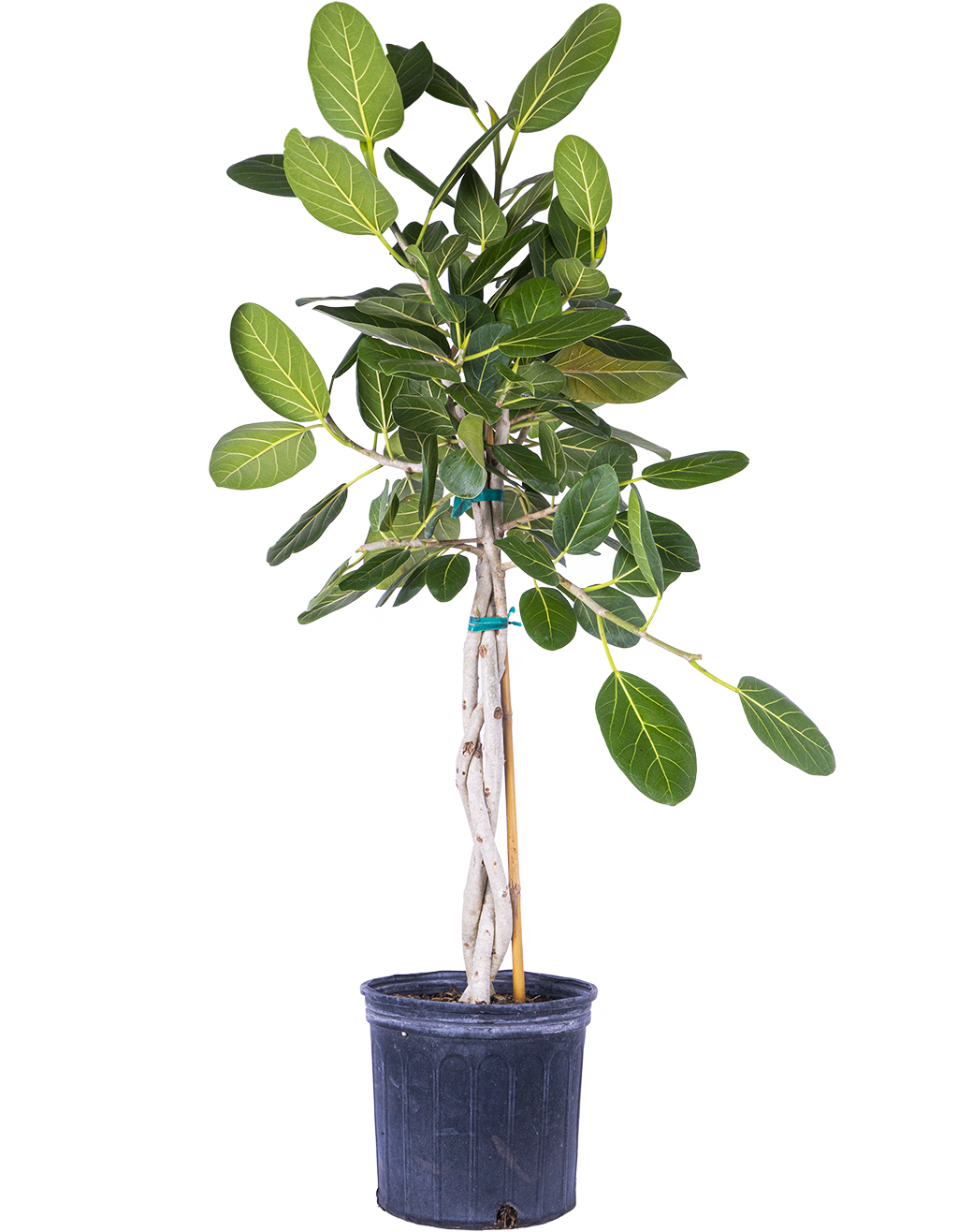 Ficus Benghalensis | Ficus Audrey Trunk (XL)
