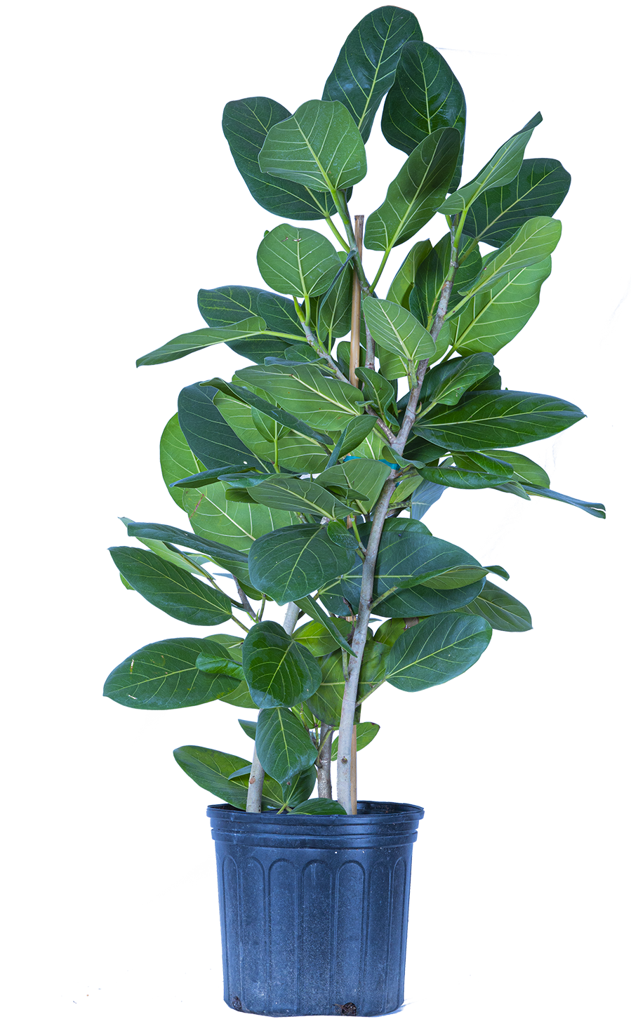 Ficus Benghalensis | Ficus Audrey (XL)