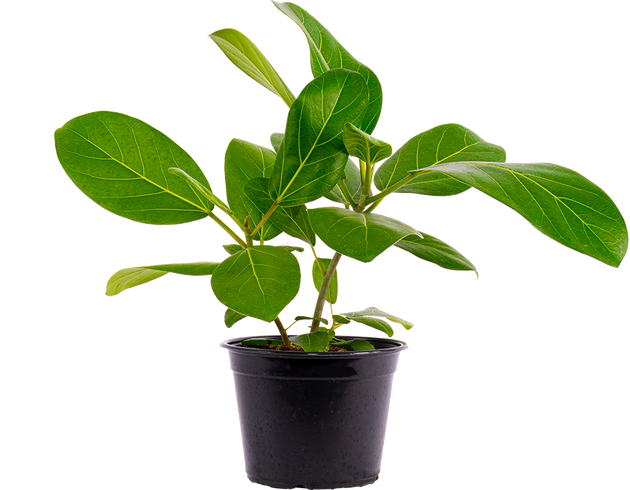 ficus beng audrey Ficus Benghalensis | Audrey | 6" Pot | Houseplant