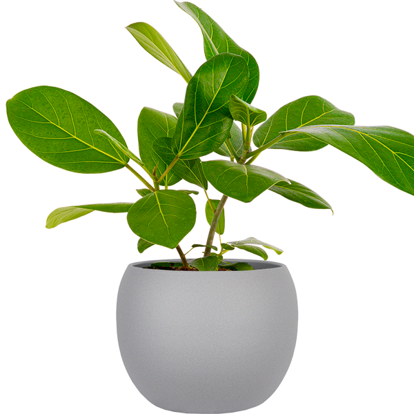 ficus beng audrey Ficus Benghalensis | Audrey | 6" Pot | Houseplant