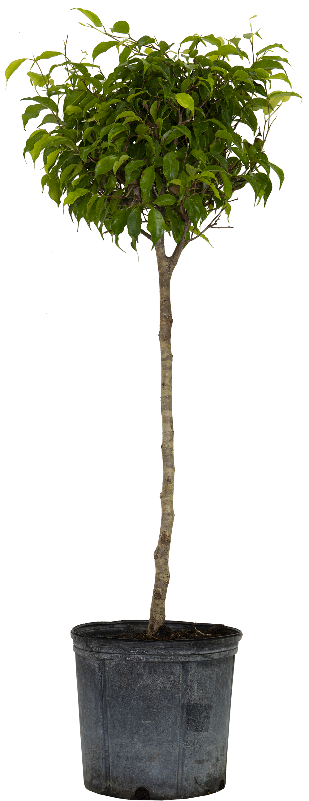 Ficus Benjamina | Weeping Fig (XL)