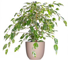 Variegated Ficus Benjamina | Weeping Fig (XL)