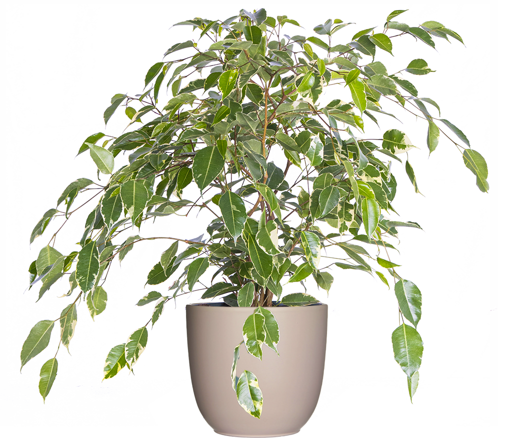 Variegated Ficus Benjamina | Weeping Fig | 8