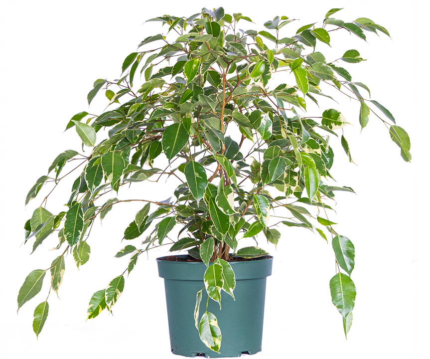 Variegated Ficus Benjamina | Weeping Fig (L)