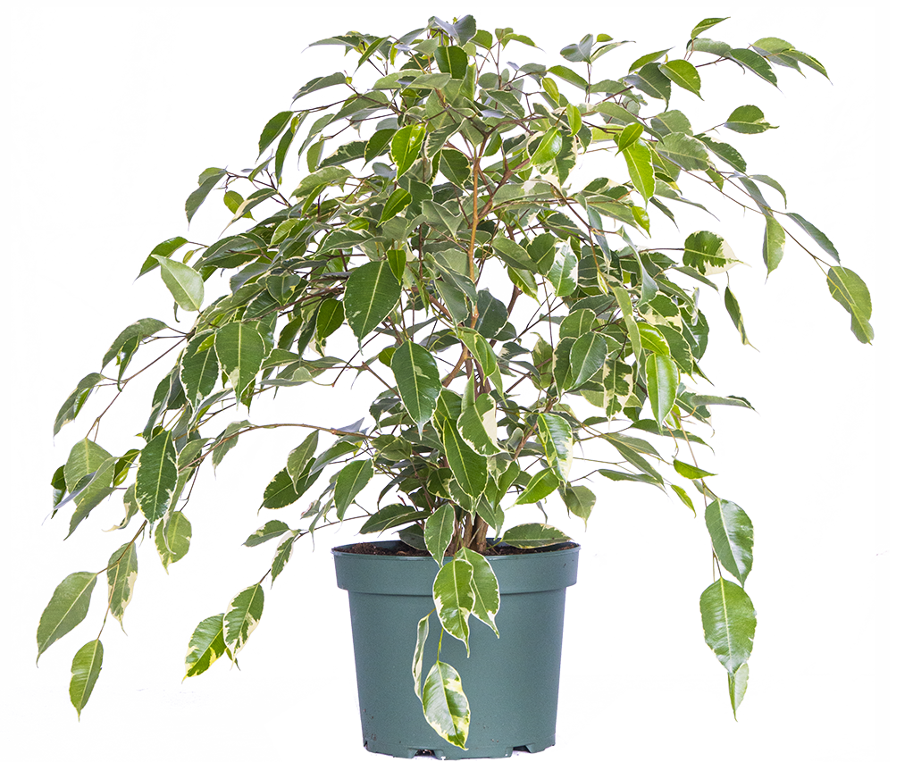 Variegated Ficus Benjamina | Weeping Fig (XL)