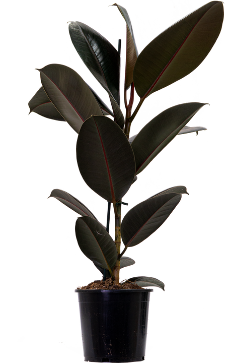 Ficus Elastica Burgundy | Rubber Tree (L)