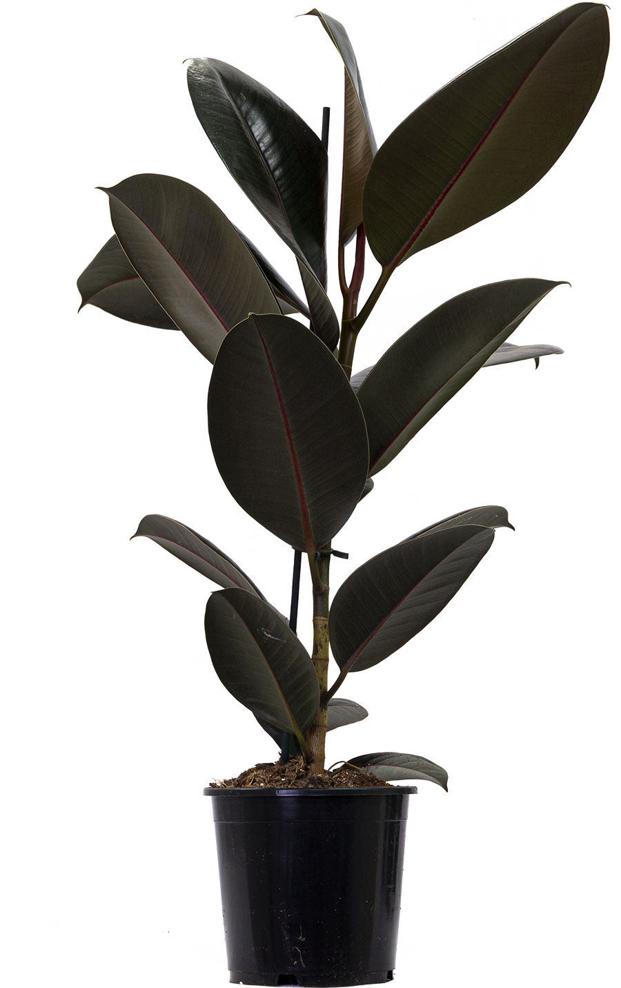 Ficus Elastica Burgundy | Rubber Tree (L)