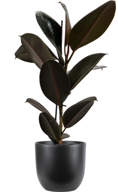 Ficus Elastica Burgundy | Rubber Tree (L)