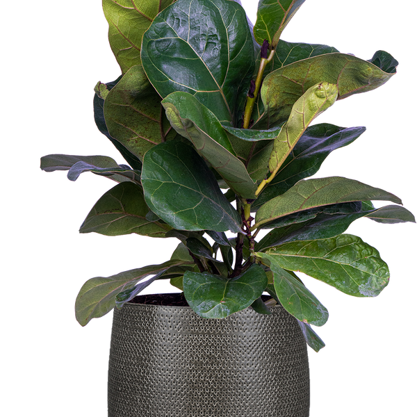 fiddle leaf fig tree canada Ficus Lyrata Bush | Fiddle Leaf Fig | 6" Pot | Houseplant