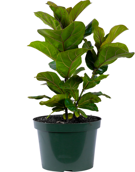Ficus Lyrata Bush (L) | Fiddle Leaf Fig