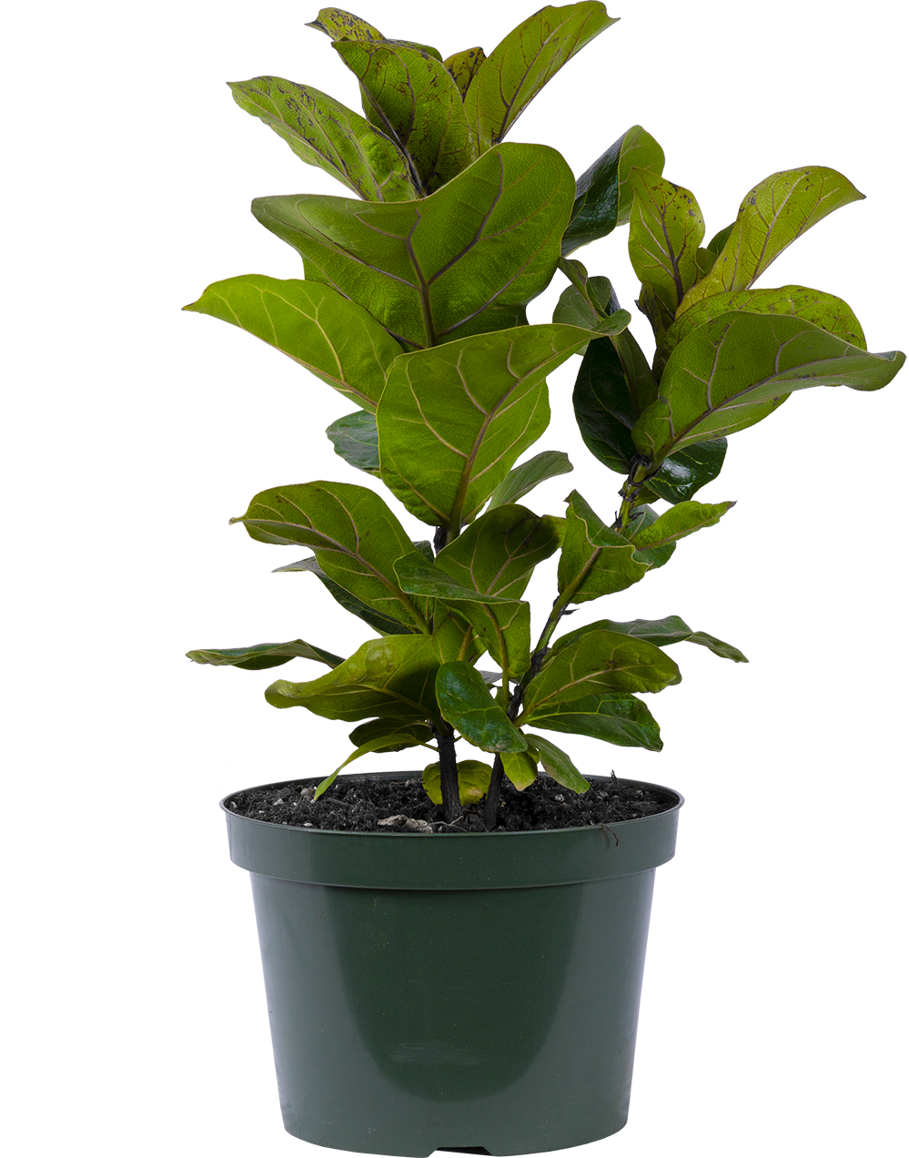 Ficus Lyrata Bush (L) | Fiddle Leaf Fig