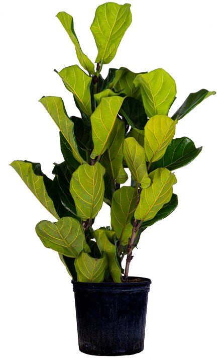Ficus Lyrata Tall Bush (XXL)