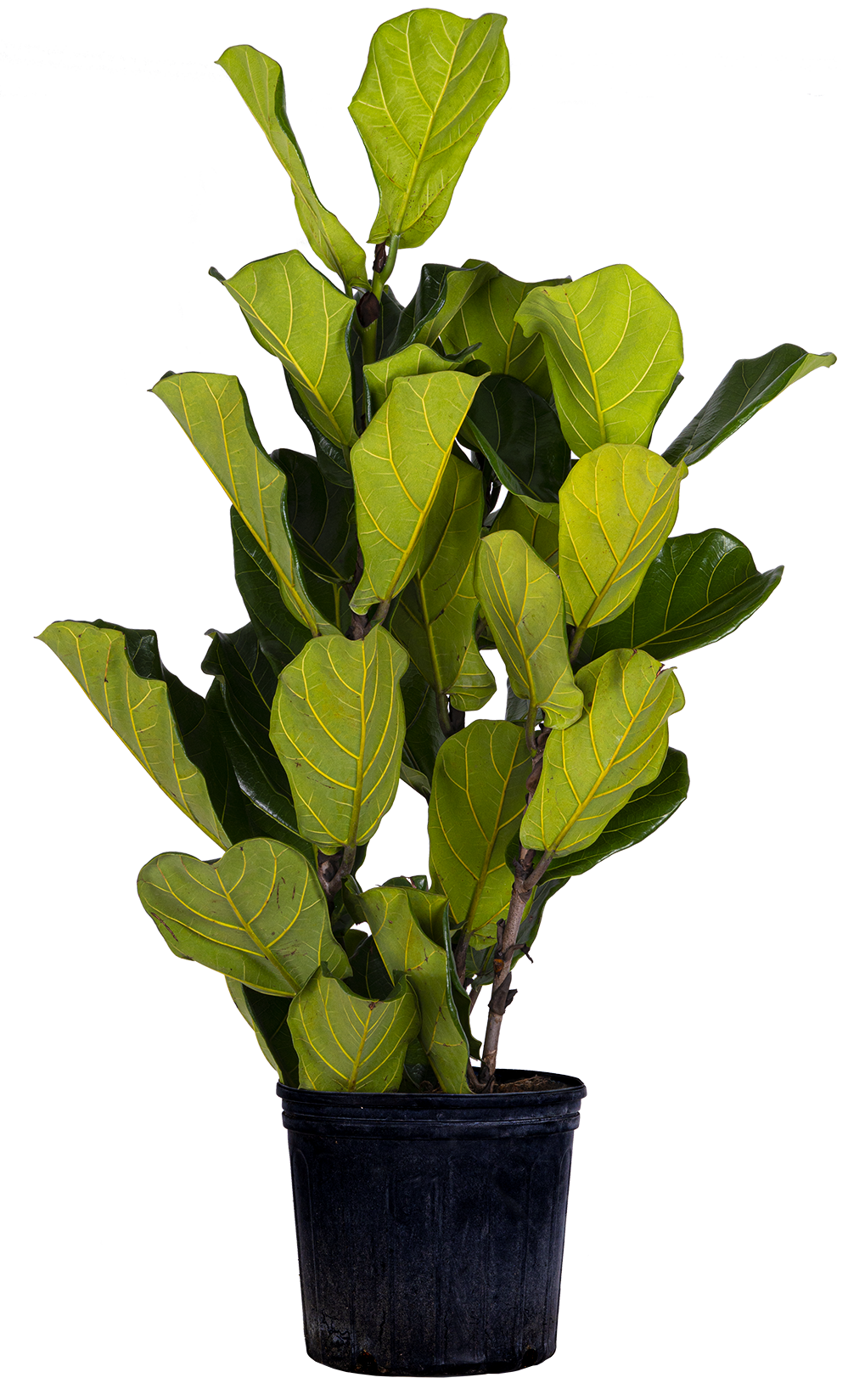 Ficus Lyrata Bush (XL)