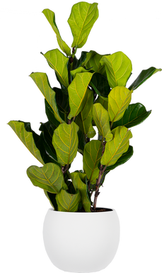 Ficus Lyrata Bush (XL)