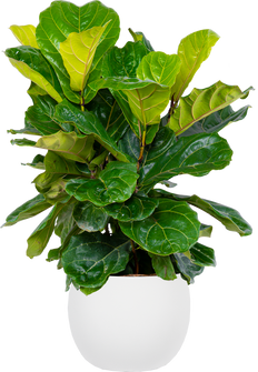 Ficus Lyrata Low Bush (XL) | Fiddle Leaf Fig