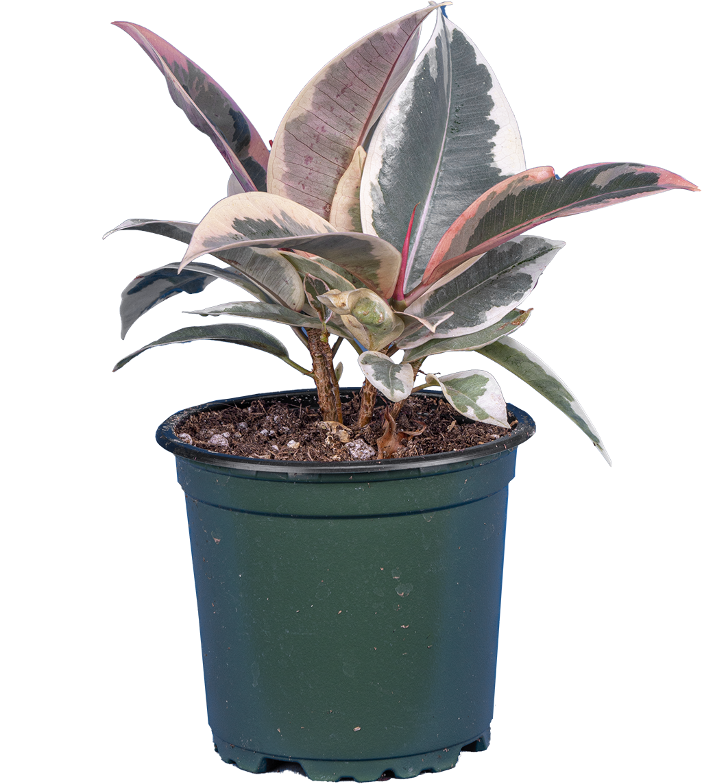 Ficus Elastica Tineke | Rubber Tree (S)