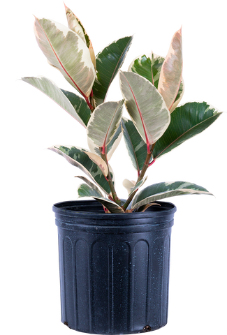 Variegated Tineke Rubber Plant