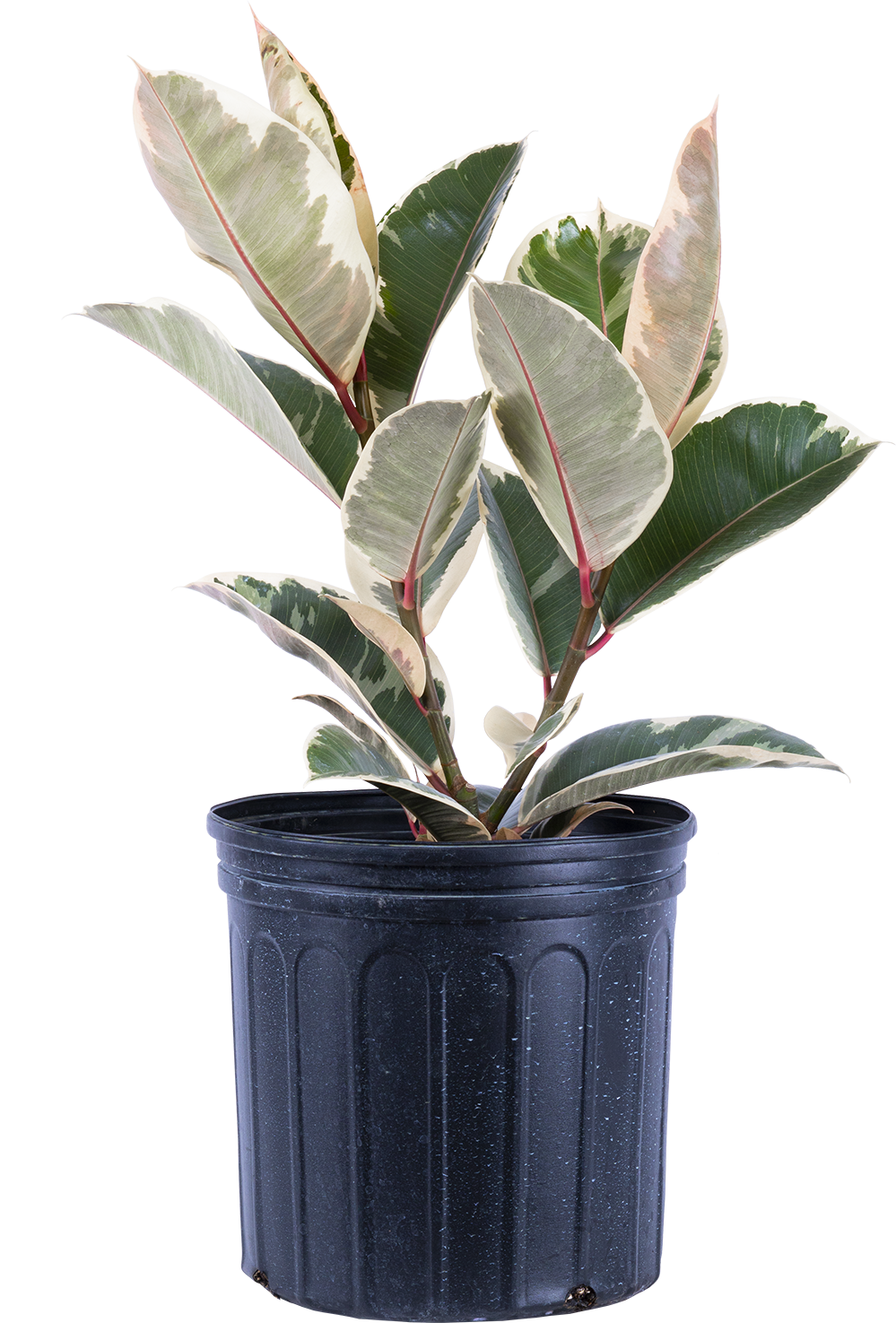Ficus Elastica Tineke | Rubber Tree (XL)