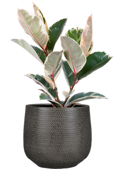 Ficus Elastica Tineke | Rubber Tree (XL)