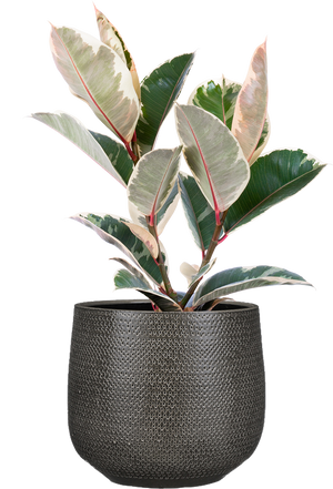 Variegated Tineke Rubber Plant