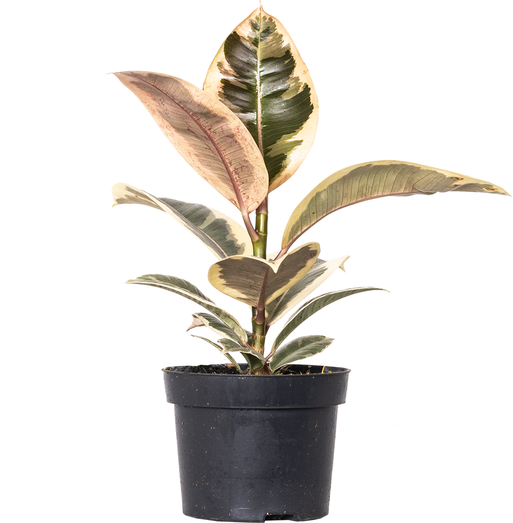 Ficus Elastica Tineke | Rubber Tree (M-5in)