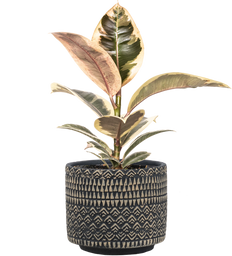 Ficus Elastica Tineke | Rubber Tree (M-5in)