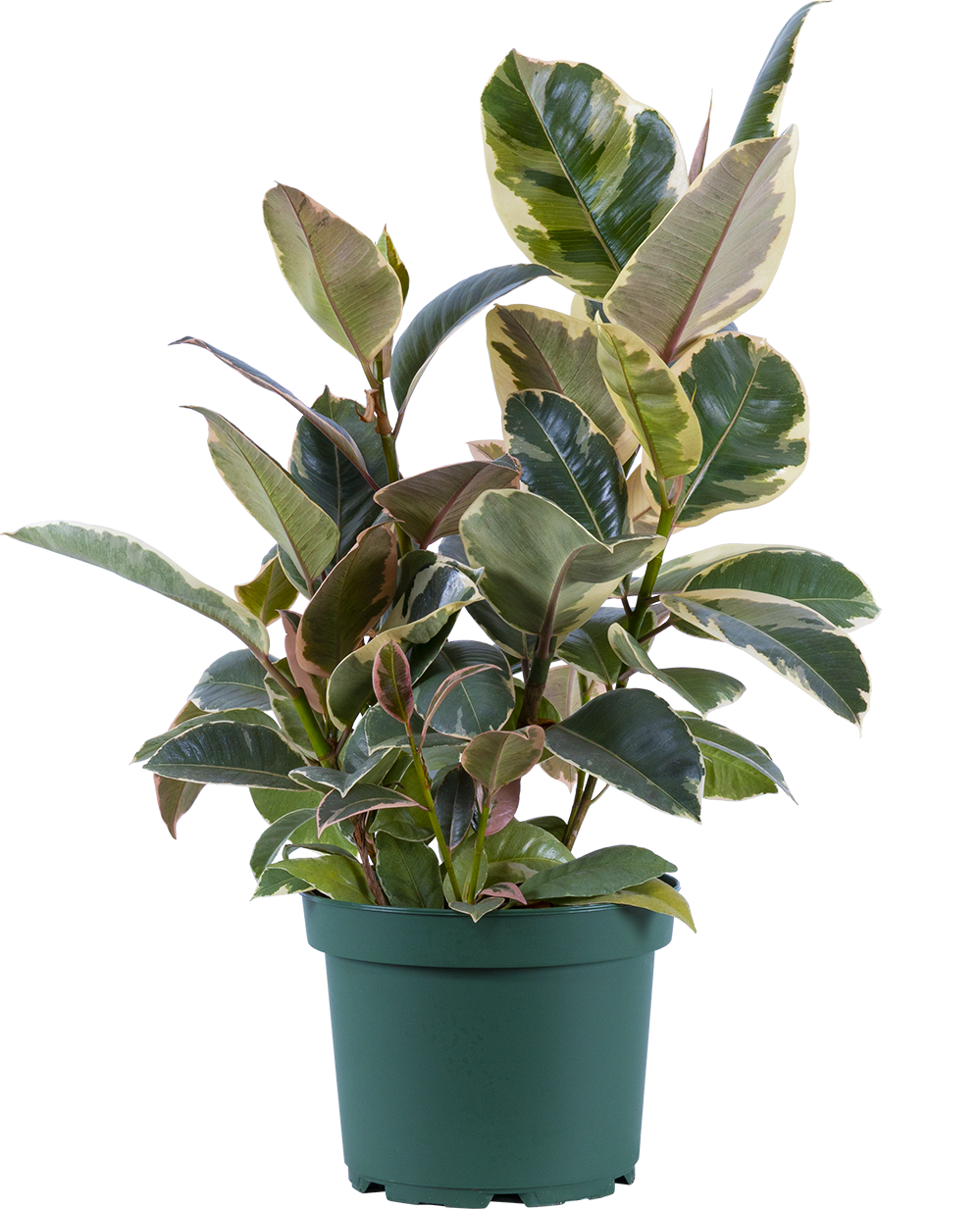 Ficus Elastica Tineke | Rubber Tree (L)