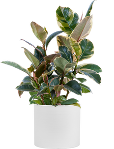 Ficus Elastica Tineke | Rubber Tree (L)