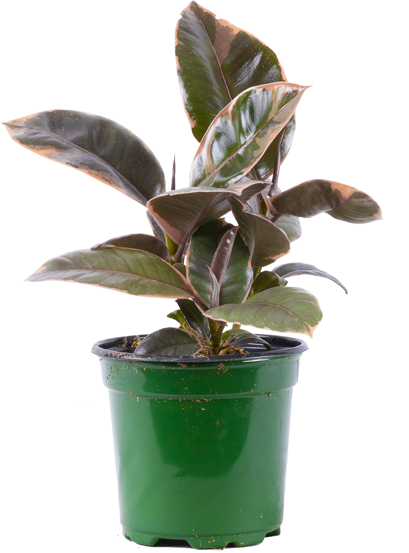 Ficus Elastica Ruby | Rubber Tree (S)