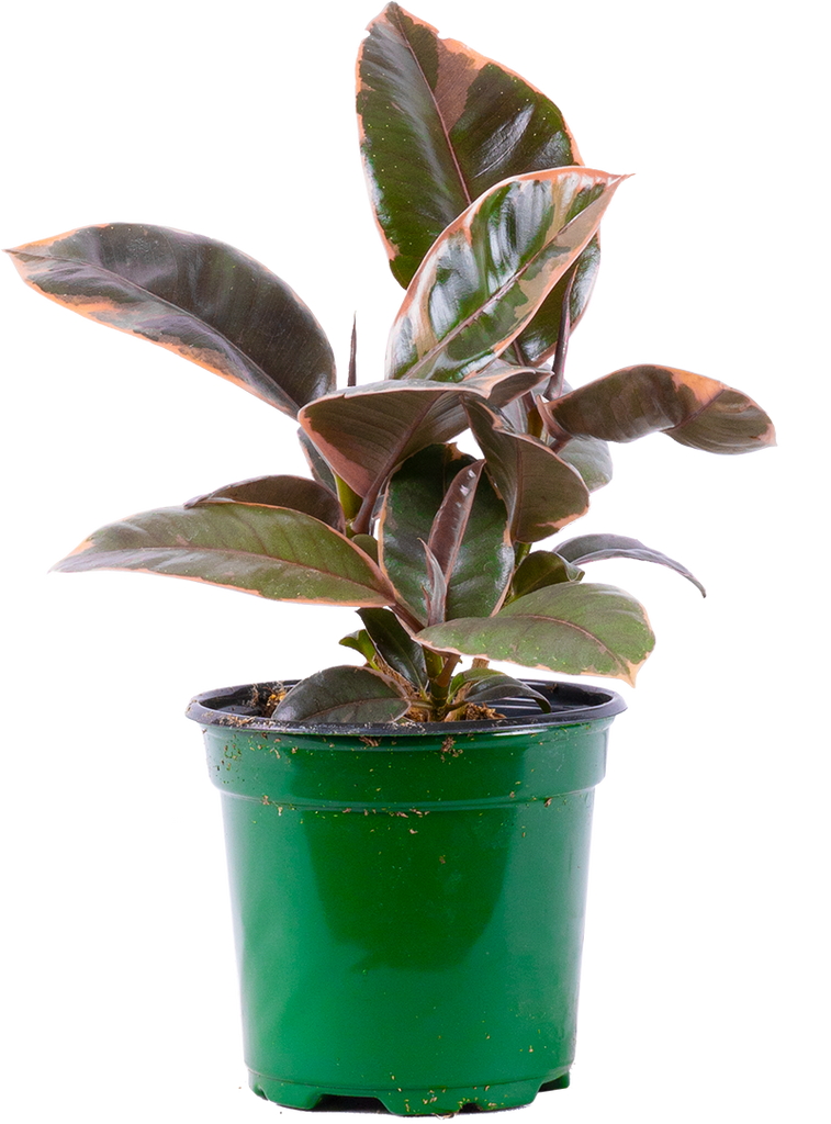 Ficus Ruby | Rubber Tree | 4