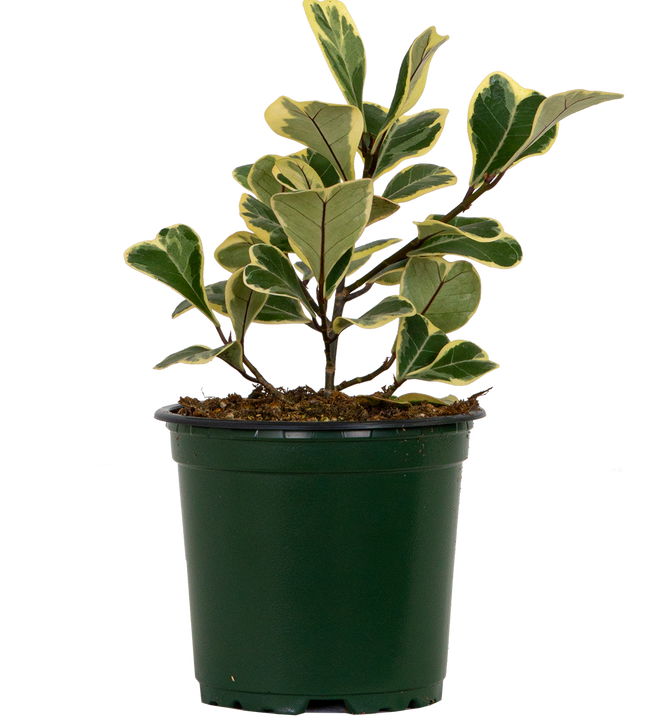 Ficus Triangularis Variegata | Triangle Ficus (S)