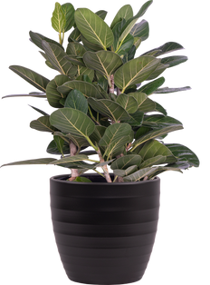 Ginseng Grafted Ficus - CT7012GMF