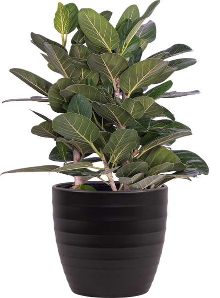 ficus audrey entretien Ficus Benghalensis | Ficus Audrey | 10" Pot | Houseplant