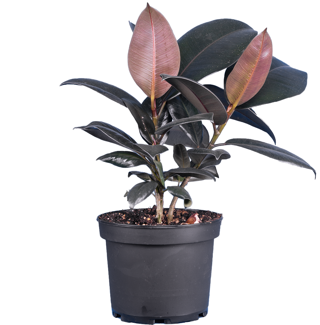 Ficus Elastica Burgundy | Rubber Tree (M-6in)
