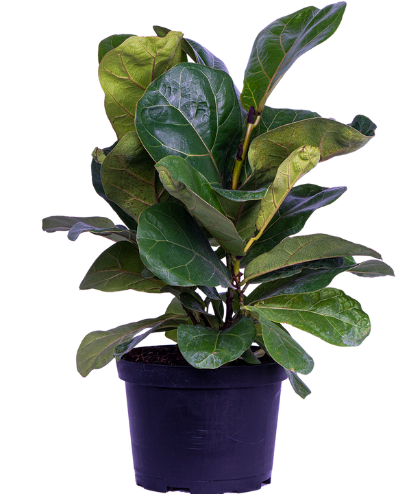 Ficus Lyrata Bush (M) | Fiddle Leaf Fig