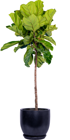 ficus audrey canada Ficus Benghalensis | Ficus Audrey Trunk | 10" Pot | Houseplant