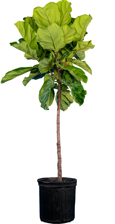 Ficus Lyrata Trunk (XL) | Fiddle Leaf Fig