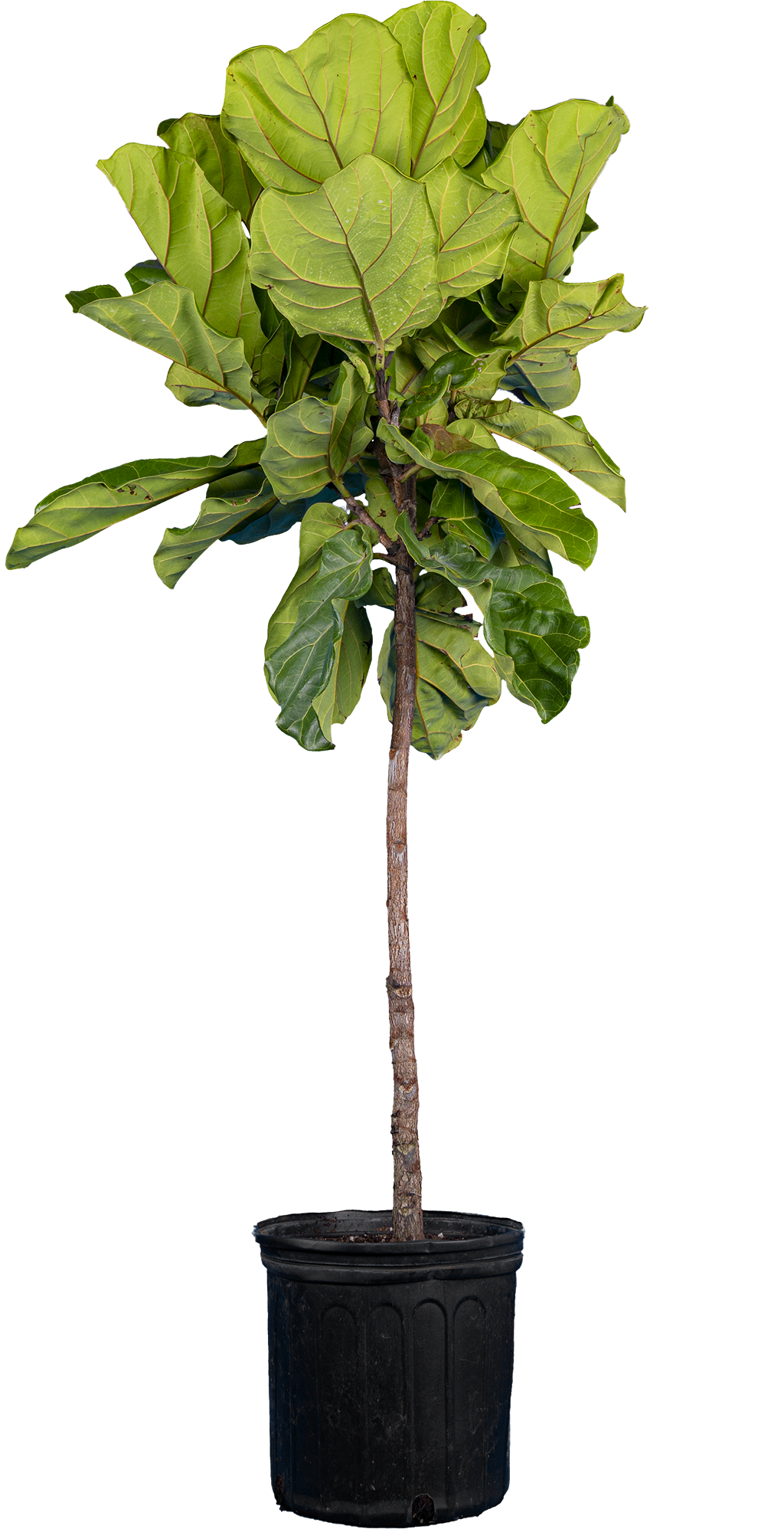 Ficus Lyrata Trunk (XL) | Fiddle Leaf Fig