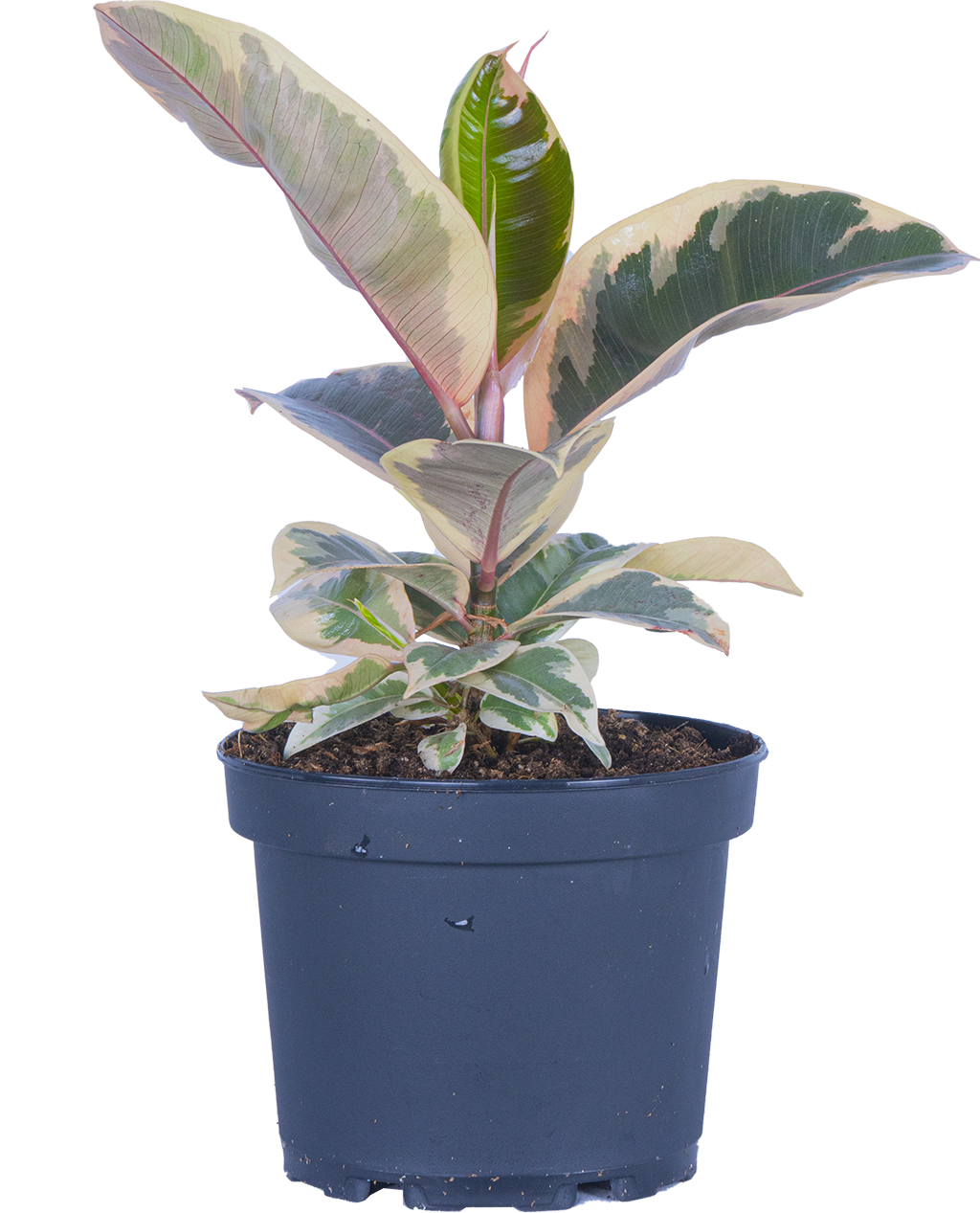 Ficus Elastica Tineke | Rubber Tree (M-6in)