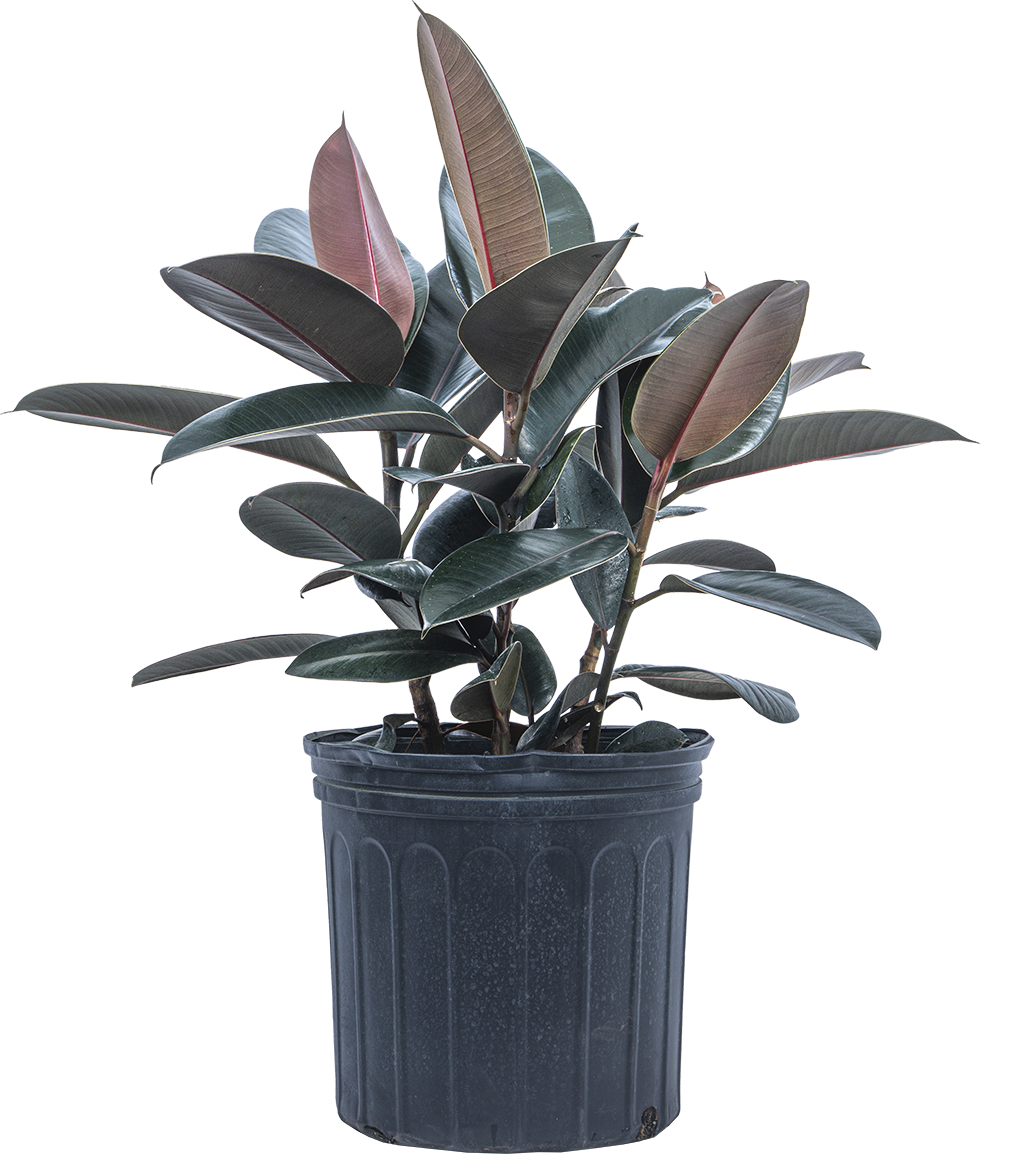 Ficus Elastica Burgundy | Rubber Tree (XL)