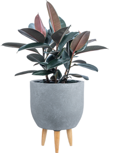 Ficus Elastica Burgundy | Rubber Tree (XL)